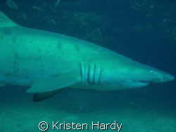 Grey Nurse shark cruises by at Magic point. sydney. by Kristen Hardy 